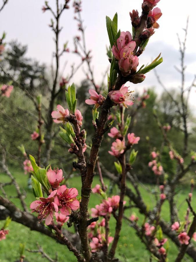 Appartamento Sonnenhof Limbach im Burgenland Esterno foto