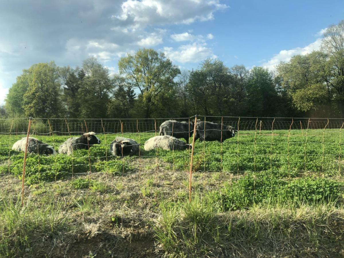 Appartamento Sonnenhof Limbach im Burgenland Esterno foto