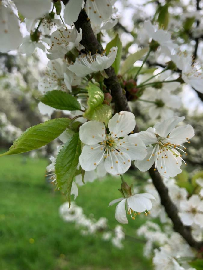Appartamento Sonnenhof Limbach im Burgenland Esterno foto